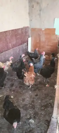 Продается дом, 74,1 кв.метра, тупик Некрасова 7, фотография 15