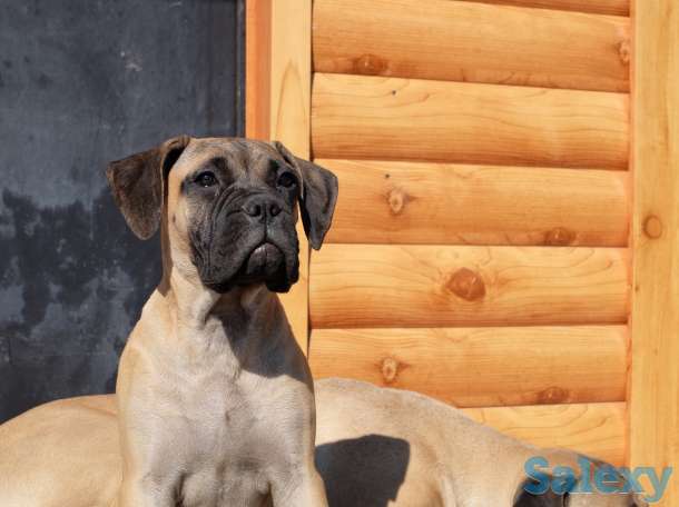 Щенки Бульмастифа, фотография 5
