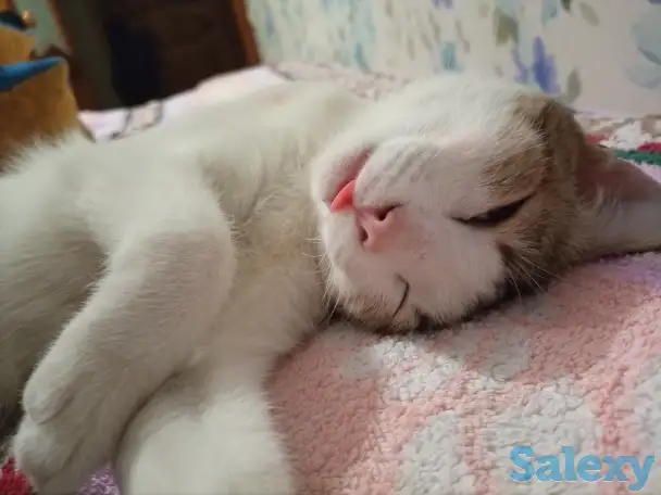 Ищем заботливых и любящих хозяев для Леопольда, фотография 2