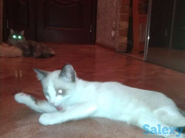 Котята, фотография 6