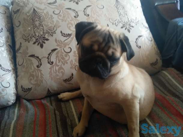 Продам, собачку мопса. Шесть месяцев, с элитного питомника. Приучина ходить  в туалет на улицу., фотография 3