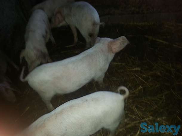 Продаю поросят, фотография 1