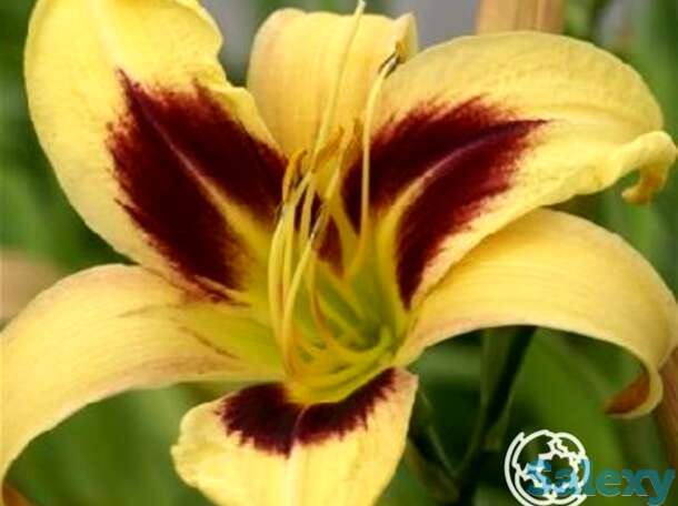 Лилейник Интермедия, фотография 1