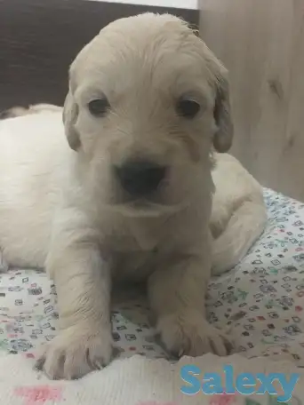 Продаются щенки породы Золотистый Ретривер, фотография 1