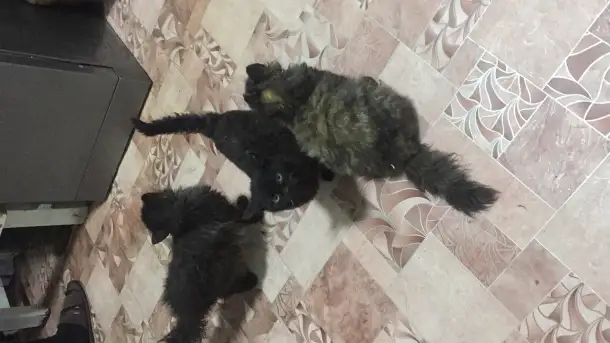 Хорошенькие котята, фотография 2