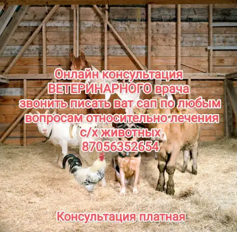 Ветеринарные услуги онлайн, фотография 1