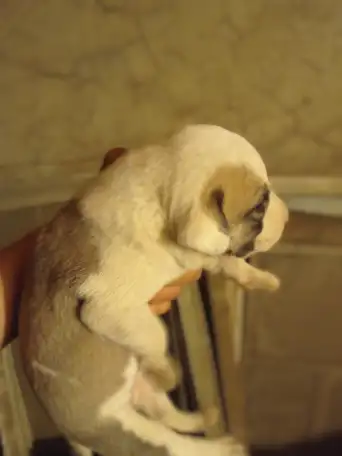 Щенки Тобет САО и Питбуль, фотография 1