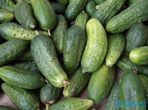 Продам огурцы, помидоры дачные, фотография 1