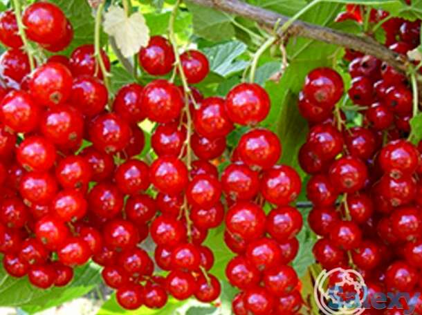 Смородина Сахарная, фотография 1