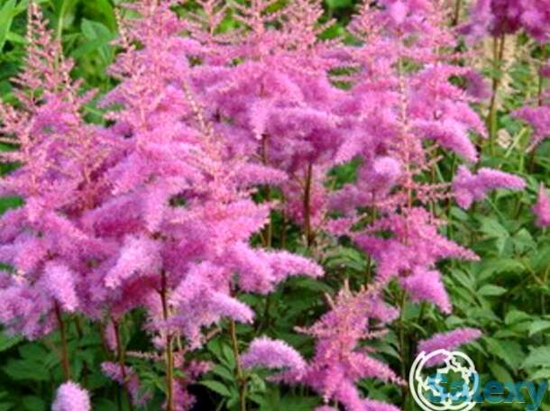 Астильба арендса Аметист, фотография 1
