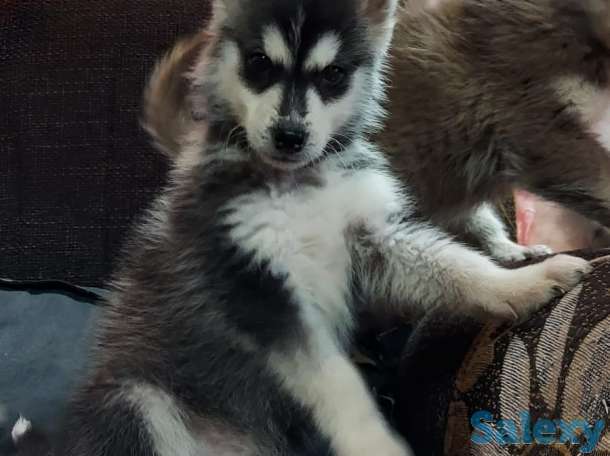 Срочно продам чистокровных  щенков сибирской хаски .3 месяца девочка и мальчик ., фотография 1