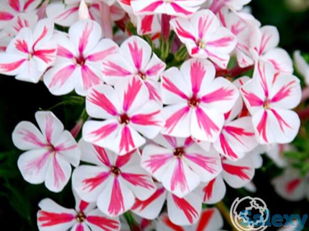 Флокс метельчатый твистер, фотография 1