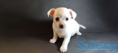 Продам щенков чихуахуа, фотография 3