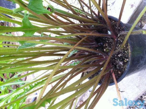 Продаю саженцы герберы, фотография 2