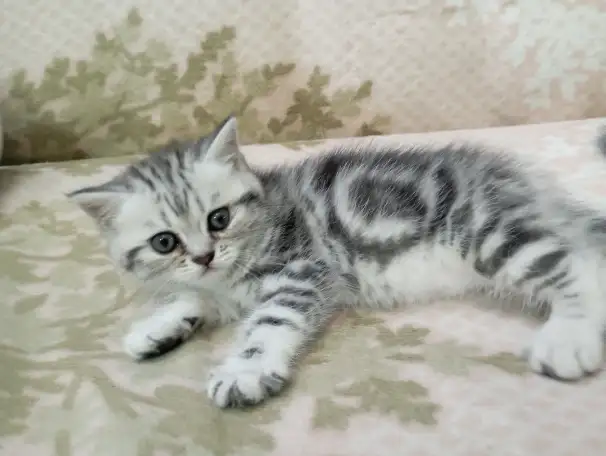 Продам котят породы Скоттиш Страйт., фотография 1