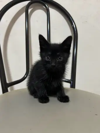 Отдам котят в хорошие руки, фотография 1