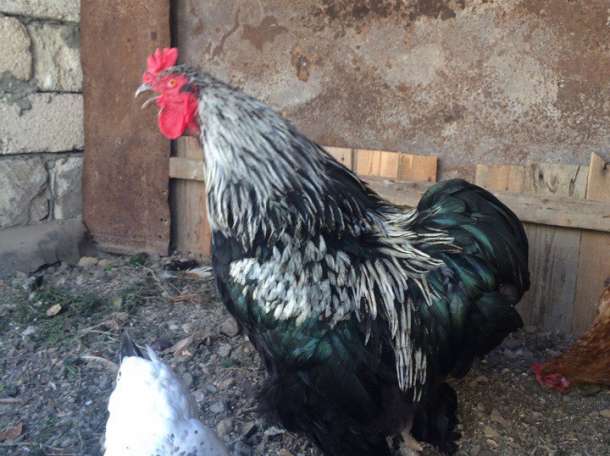 кара тусти брама атеши/ петух черной брамы , фотография 1