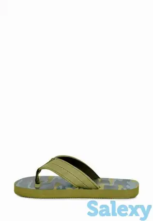 Сланцы t.taccardi, фотография 1