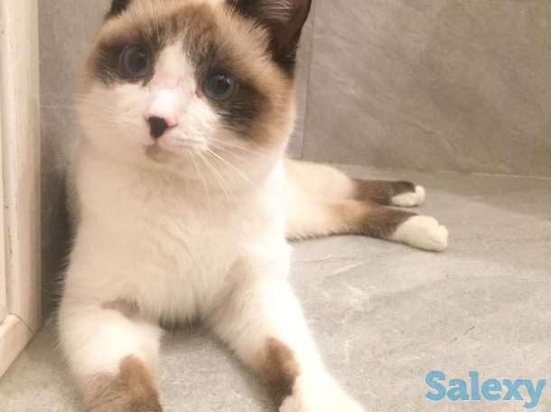 Отдаём кота, фотография 1