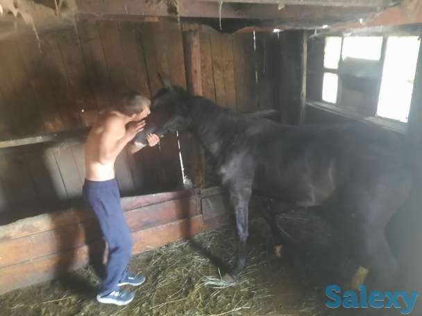 Продам жеребчика 1.4, фотография 1