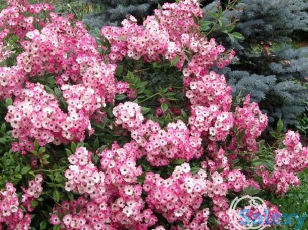 Роза моцарт кустарниковая, тантау, фотография 1