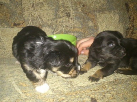 Продам очаровательных щенков, фотография 1