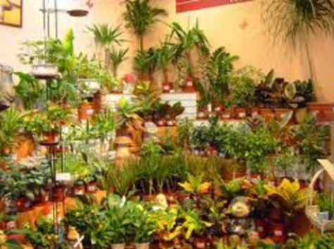 Цветы, фотография 2