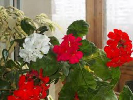 Цветы, фотография 3