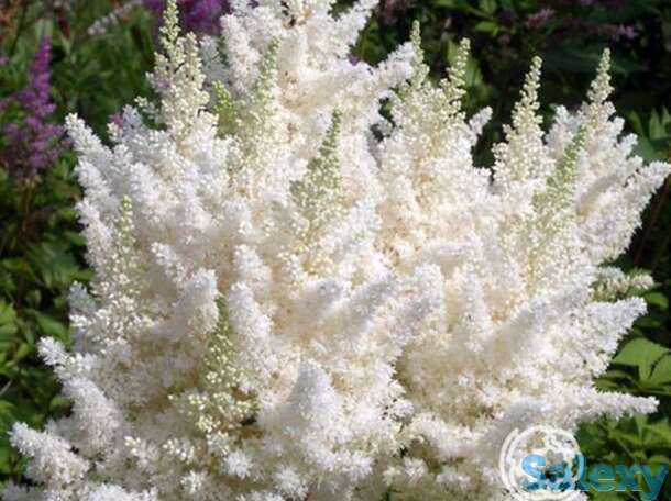 Астильба арендса Браутшлеер, фотография 1