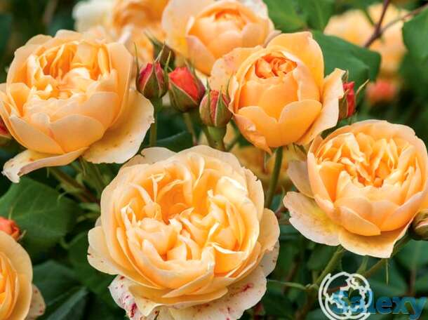 Роза роальд даль, д.остин кустарниковая, фотография 1