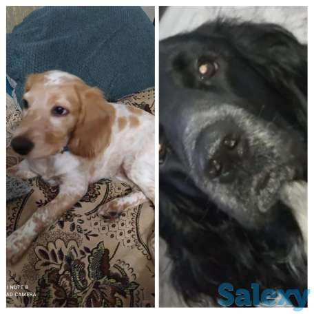 Русский спаниель, фотография 1