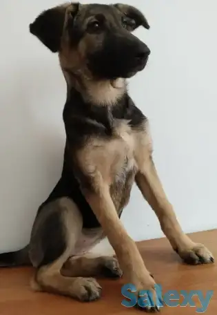 Отдам щенка бесплатно, фотография 3