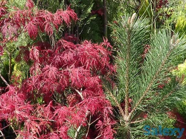 Озеленение, саженцы, хвойные деревья, удобрения, фотография 2