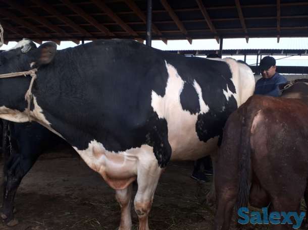 Самый крупный бык в Казахстане, фотография 3