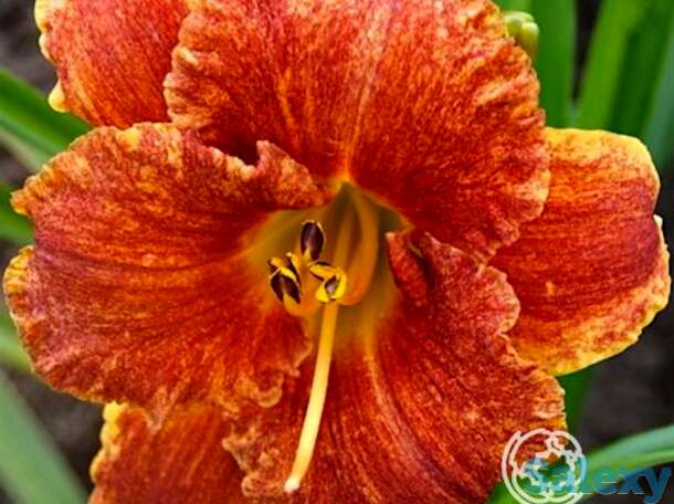 Лилейник спэйскоаст фрики тики, фотография 1