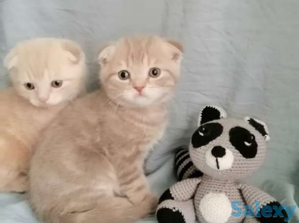 Продаю котят Скоттиш-Фолд, фотография 7