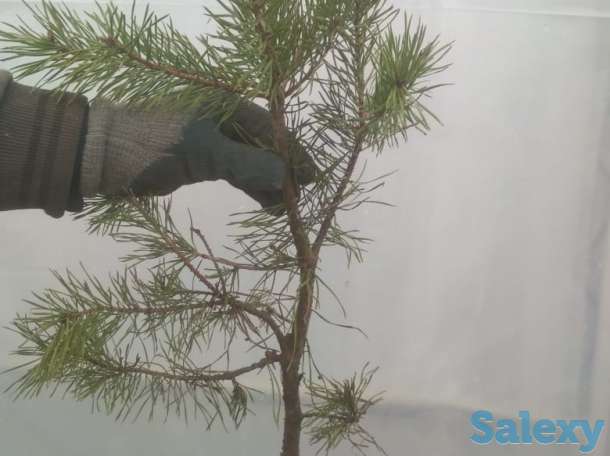 Сеянцы сосны обыкновенной, фотография 2