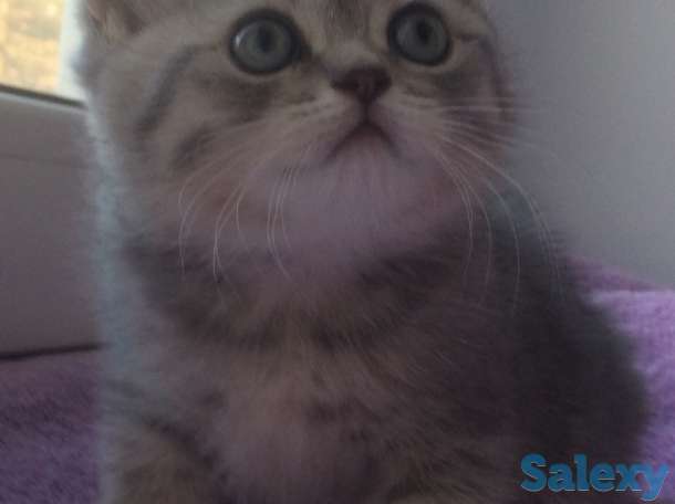 шотландский котенок, фотография 11
