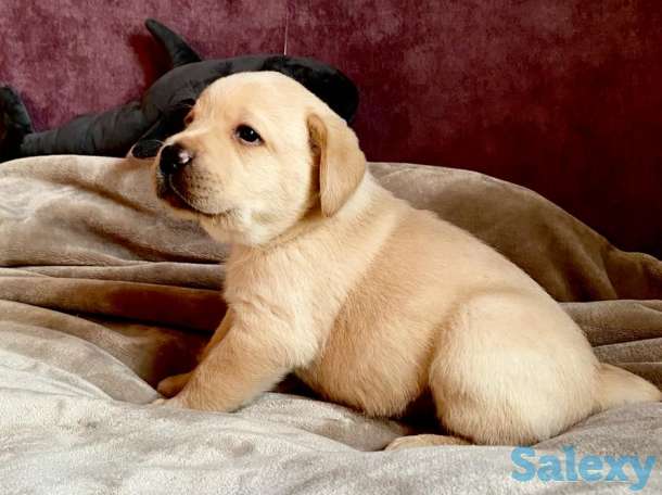 Продам щенков лабрадора ретривера, фотография 1