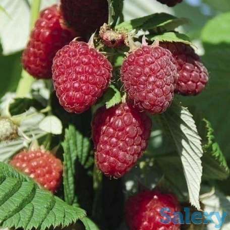 Саженец малины 