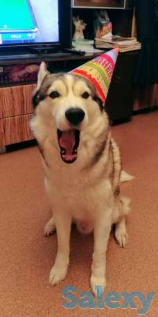 Продаются щенки Сибирский Хаски, фотография 1