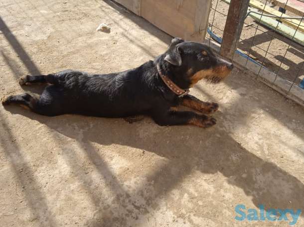 Ягдтерьер, фотография 2