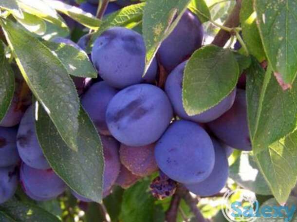 Слива смолинка, фотография 1