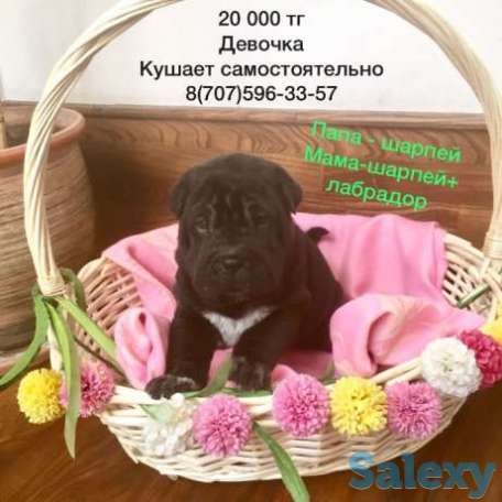 Щенята Шарпей, фотография 1