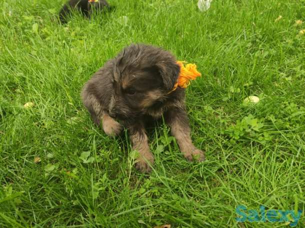 Щенки овчарки, фотография 11