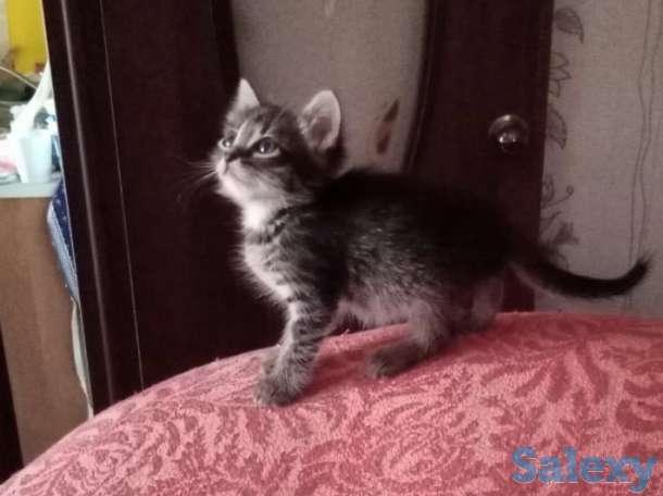 отдам котенка в добрые руки, фотография 1