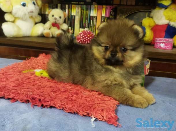 Щенок померанского шпица, девочка., фотография 2