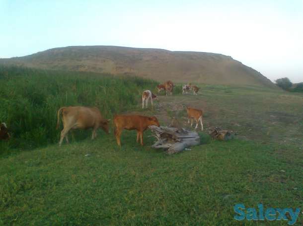 Крс оптом 29 голов 500$, фотография 4