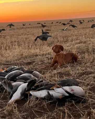 Щенки Венгерской выжлы, фотография 3