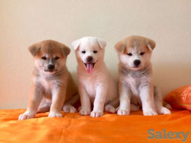 Щенки акита, фотография 3